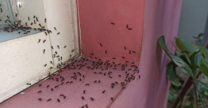 Ce miros natural alungă furnicile din casă?