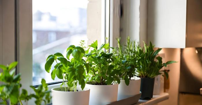 Cinci plante traditionale care protejeaza casa de energii negative si aduc noroc