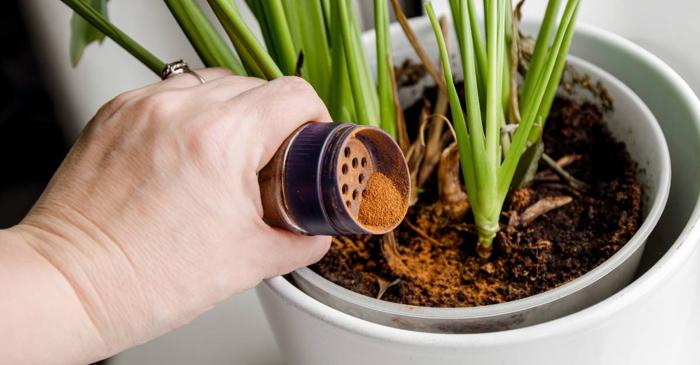 Cum a ajuns un condiment pentru deserturi să protejeze plantele de apartament?