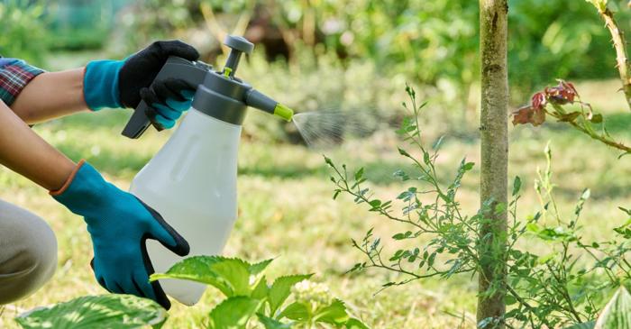 Cum alungi dăunătorii din grădină cu un singur ingredient din bucătărie?