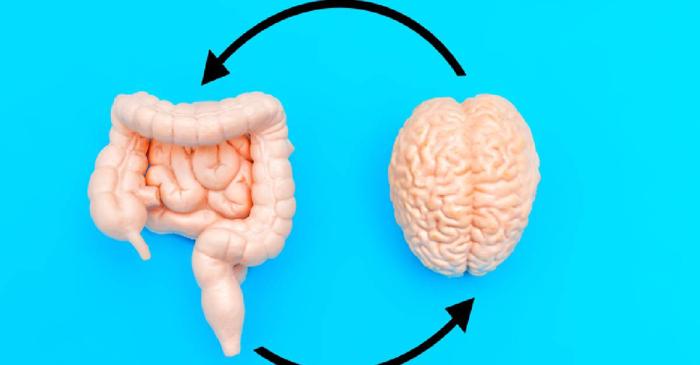 De ce este intestinul considerat al doilea creier?