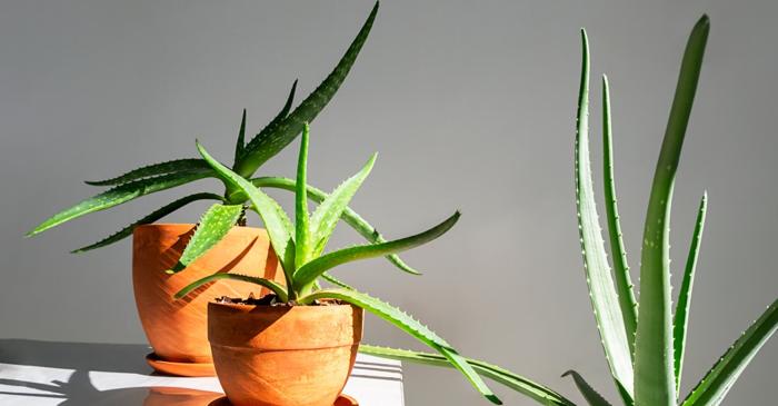 De ce moare planta de aloe vera chiar dacă o îngrijești?