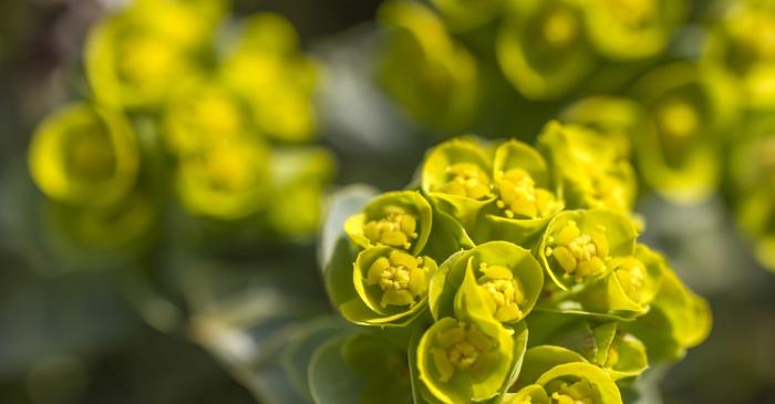 Euphorbia, o plantă spectaculoasă și rezistentă cu un secret iritant