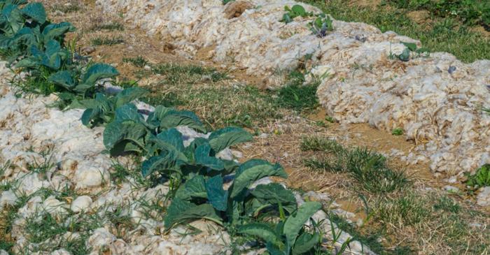 Lâna de oaie a devenit un fertilizator surprinzător și eficient pentru grădină