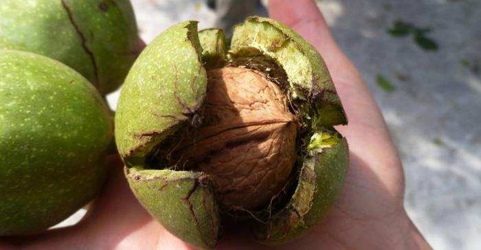 Nucile reduc colesterolul și protejează creierul, dar consumul excesiv poate fi periculos