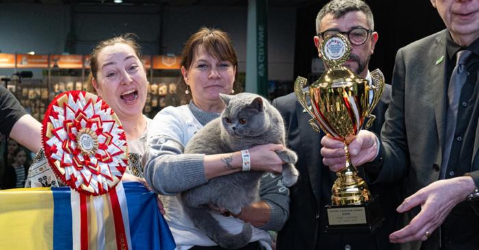 O pisică din România, campioană mondială, a fost desemnată cea mai frumoasă din Europa