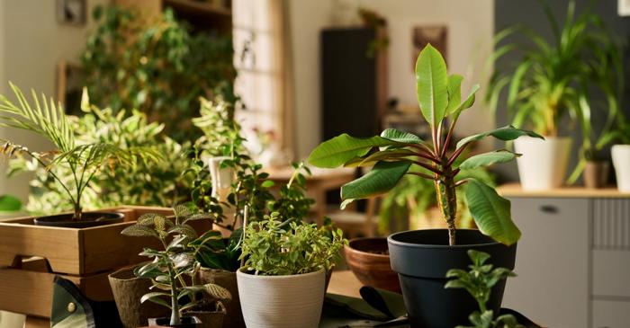 Plantele de apartament se regenerează primăvara cu îngrijirea potrivită