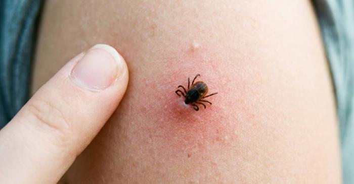 Schimbările climatice extind mușcăturile de insecte în zone cu climat temperat