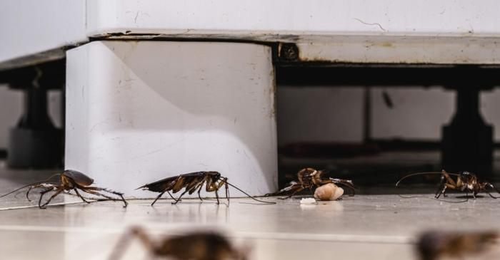 Un amestec de zahăr, bicarbonat și oțet elimină gândacii de bucătărie fără chimicale