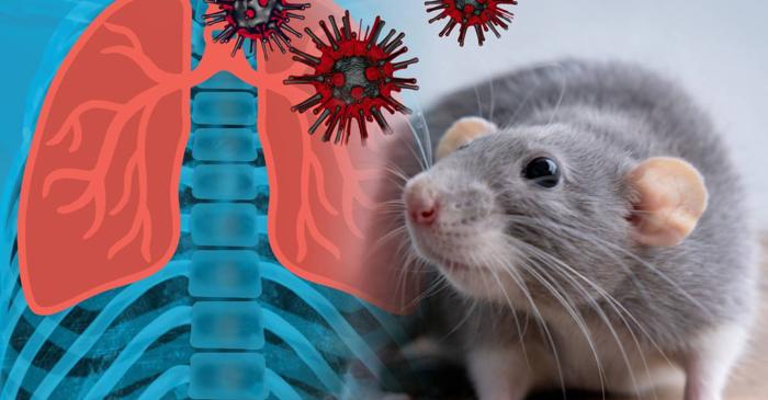 Avertismentul CDC: 38% dintre pacienții cu hantavirus nu supraviețuiesc