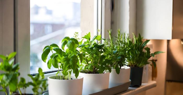 Ce plante de apartament prosperă fără sol, doar în apă