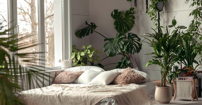 Merită să te bazezi pe plante pentru un aer mai curat în apartament?
