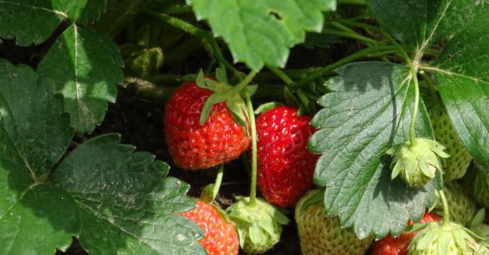 O singură plantă vecină poate distruge toată recolta de căpșuni