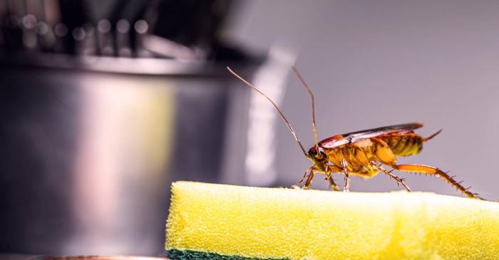 Patru tipuri de insecte amenință bucătăria ta