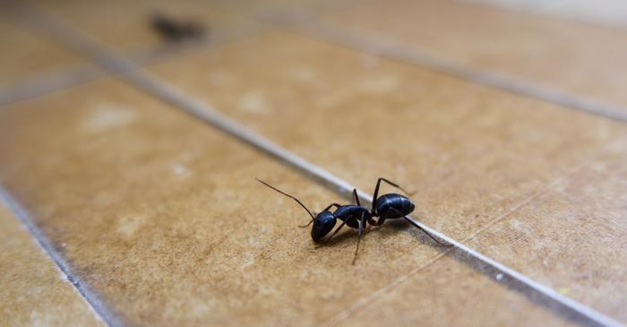 Un ingredient obișnuit din bucătărie ucide instant furnicile, dar nu și colonia