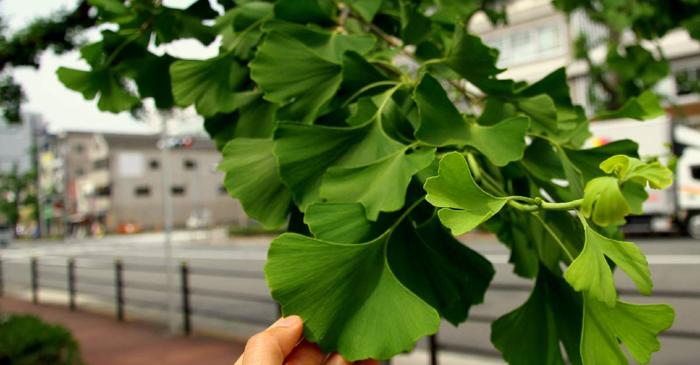 Poate extractul de Ginkgo biloba să încetinească cu adevărat declinul cognitiv la vârstnici?